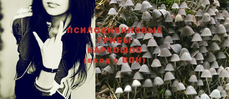 Галлюциногенные грибы Psilocybe  Череповец 